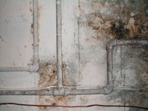 Our Plumbers in Cupertino CA Can Help Prevent Moldy Drywall Due to Pipe Leaks